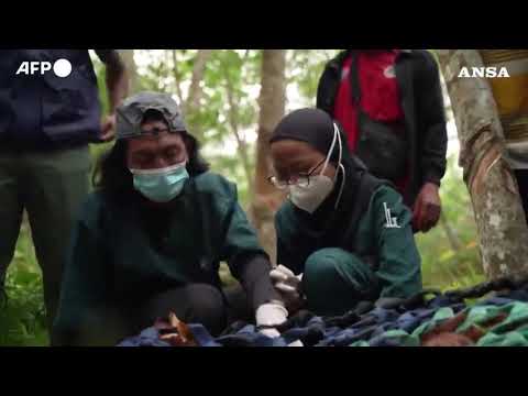 Evacuati esemplari di orango dalle zone colpite dagli incendi in Indonesia