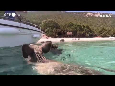 Grecia, al mare con maiali e maialini (golosi ed eccellenti nuotatori)