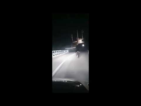 Nuovo avvistamento di un orso ai confini tra Veronese e Trentino: i fari dell’auto illuminano il …