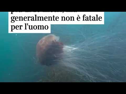Ripresa in Galles un’enorme medusa criniera di leone: ha tentacoli lunghi più di dieci metri, ma …