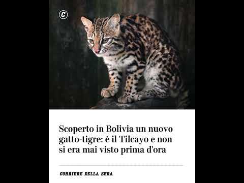 Scoperto in Bolivia un nuovo gatto-tigre: è il Tilcayo e non si era mai visto prima d’ora