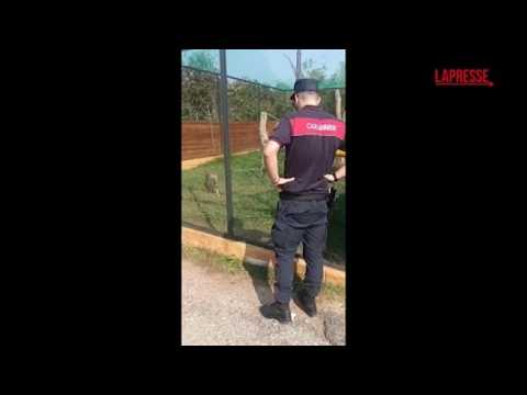 Brescia: aveva in casa due serval selvatici, animali confiscati dalla Forestale